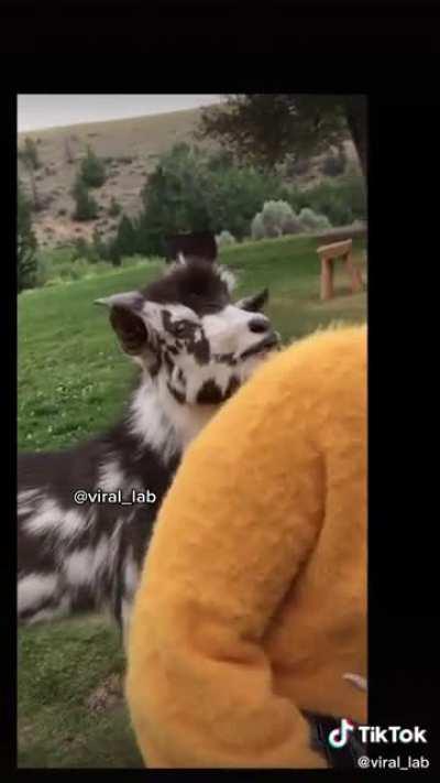 goat has important things to say