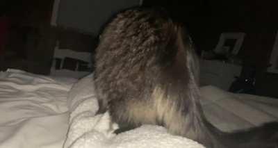 I wake up at 130am to my raccoon making his weird backwards biscuits on me, then he has the audacity to be annoyed at me being annoyed