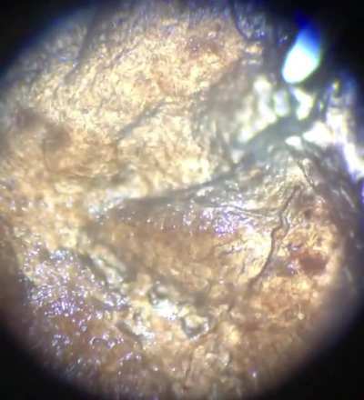 Another video of fungal hyphae colonizing polypropylene, note the differences in texture between fungus, plastic, and agar