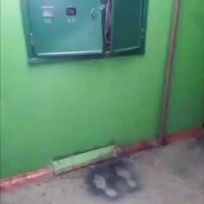 Blursed_Printed feet