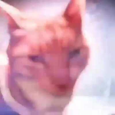 cat of the day 224 (cool cat)