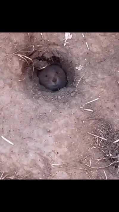 Somebody Skipped the Ticket Booth