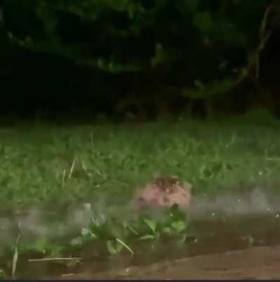 Aww, Happy Rain Frog