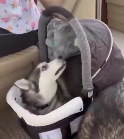 Bought this bed for the incoming baby, but our dog thought it was for him...