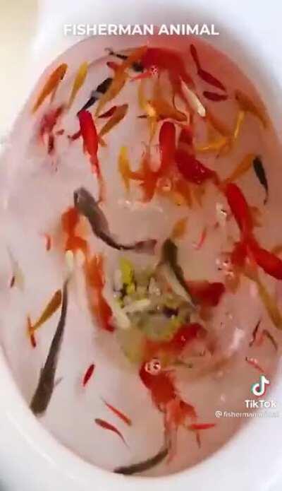 let me present to you: officially the worst video you will see on this sub