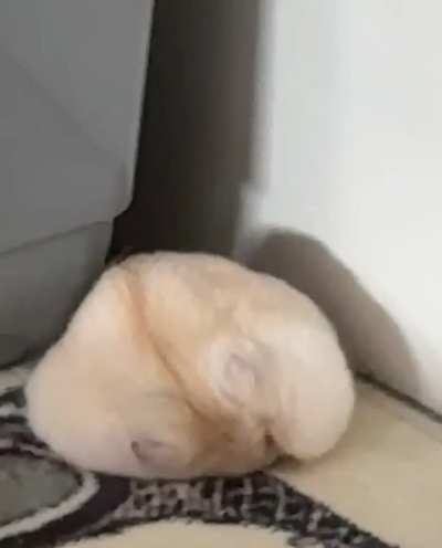 Even hamsters struggle to find the ideal sleeping position 💕😖