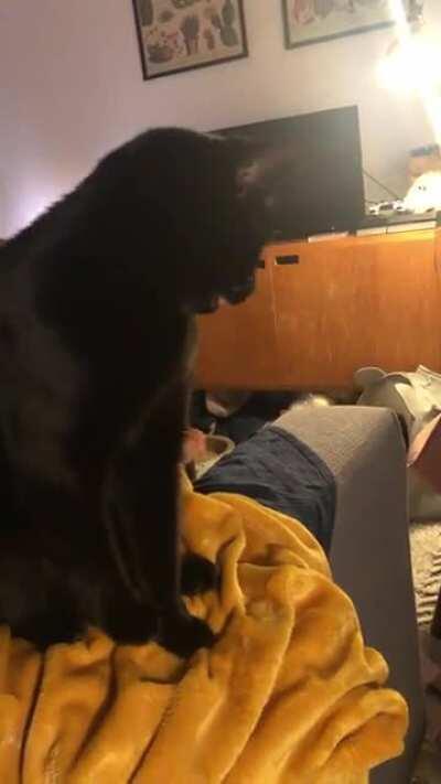 I bought him a laser pen toy and he is obsessed with it. He asks me to play with him for hours every day.