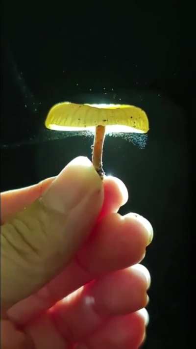 🔥 The spread of fungal spores in the air.