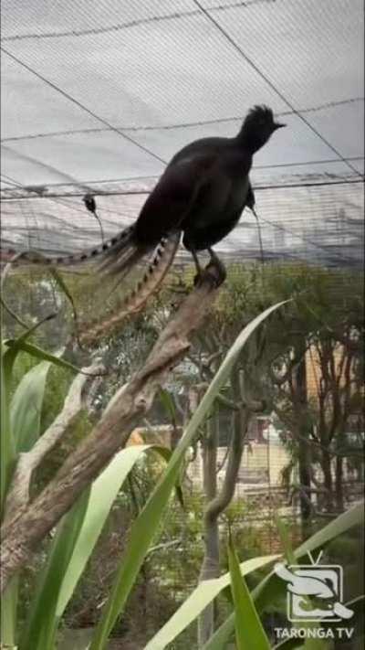 This Lyrebird has learned how to mimic the sound of a crying baby