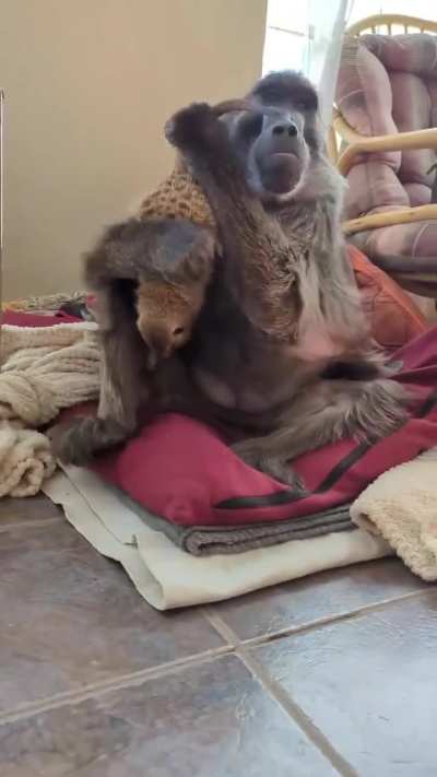 🦧Come here meerkat, give me a hug 🐾