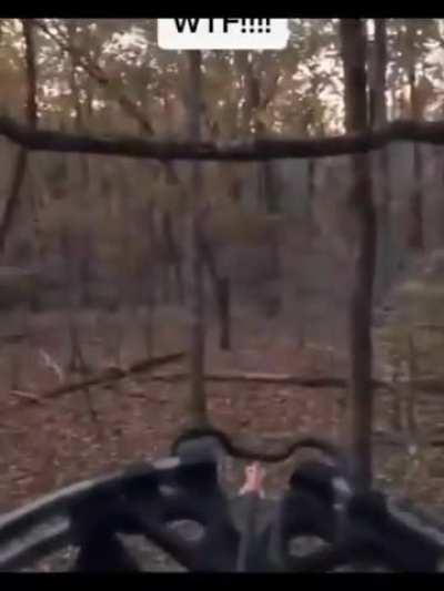 THEY'RE ESCAPING (Feds will say its a cougar)