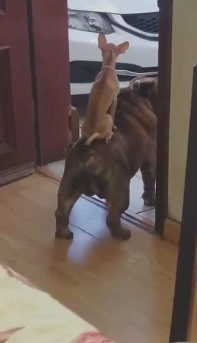 Timon and Pumbaa dog version.