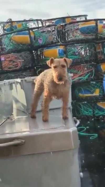 Морская собака