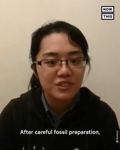 Dinosaur egg found with intact embryo!