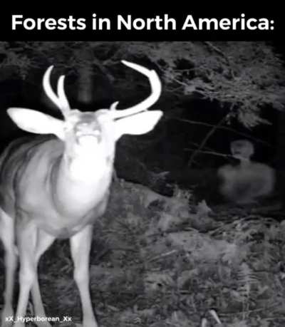 European Vs American Forests