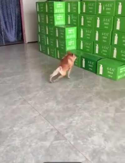 $0.5 Doge still looking good