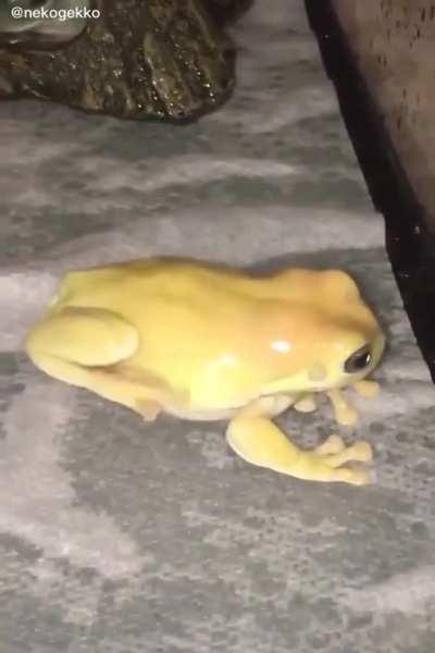 Eu convoco aqui a fiscal de sapos para avaliar esse espécime