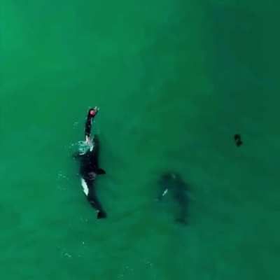 🔥 Orca mother teaching her young about humans