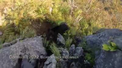 Japanese Man Fights off Bear while climbing Mt. Futago in Chichibu