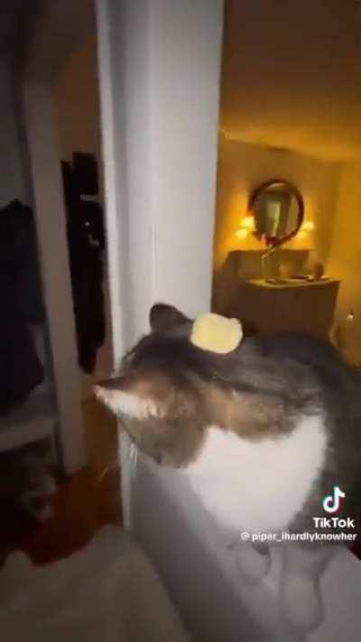 Butter cat