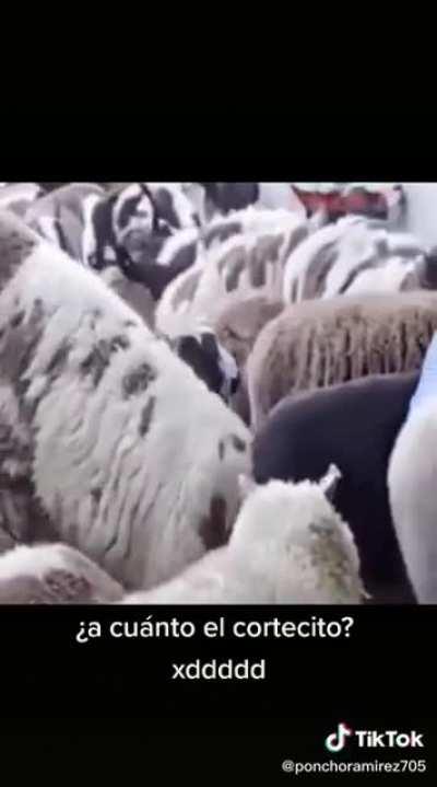 A cuánto el cortesito?