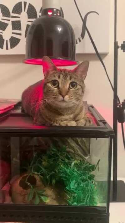 She obviously needs the heat more than my cold-blooded corn snake.