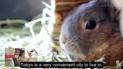 [Paris 2024 Olympics Sale - Over 1,400 Subtitles for Just $29.99!!!] SDDE-659: Popping Out at the TV Station - Rena Aoi, Yuri Sasahara, Tsubasa Hachino, Nono Yuki, Manami Ooura, Asuka Momose, Kozue Minami | The Japanese office ladies behind a TV show enjo