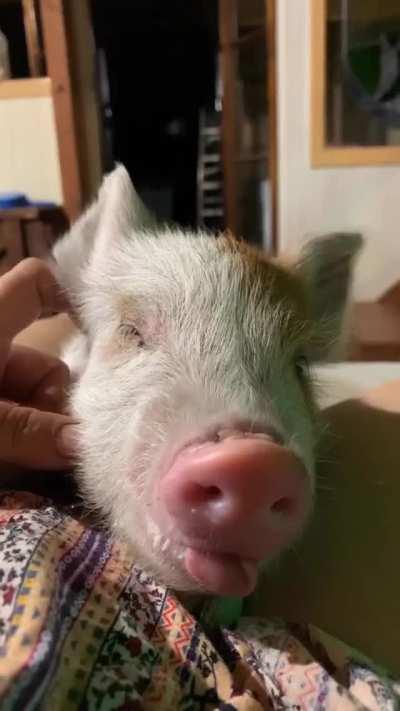 Until Pumpkin was a few months old, his tongue was always hanging out of his mouth (Happily Heifer After Sanctuary)