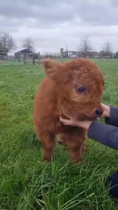 Little calf blep