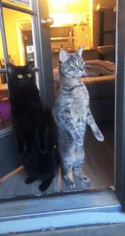 Cat.