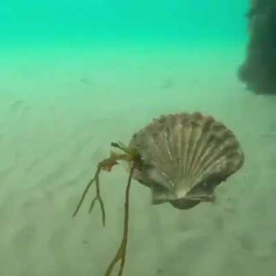 This is how scallops swim. ©Jules Casey