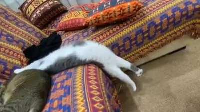 Let me stretch my paws