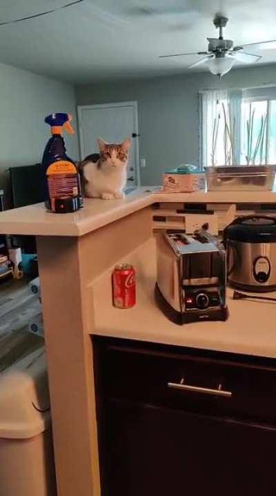 Тост готов, кот таков