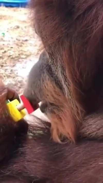 Orangutan’s are great mechanics due to having built in self adjusting wrenches.