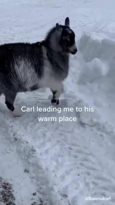 Healing is Needed Heres a Picture of a Happy Llama from Now On I will Make it My Personal Duty to Cleanse this Sub from its Twinkzreal Era with Cuteness or by Fire Whichever is Necessary(r/eyebleach)