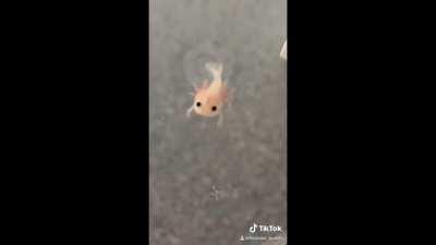 this baby axolotl