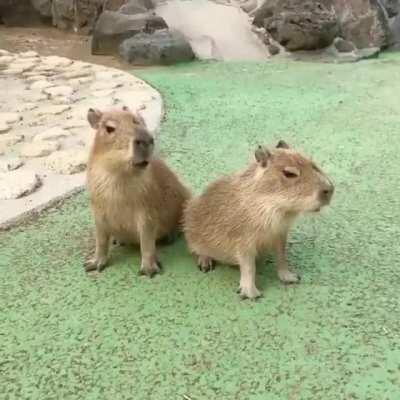 Apenas duas capivarinhas assobiando