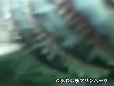 Frilled shark swimming in the ocean. These sharks are over 80 million years old and swam alongside dinosaurs.