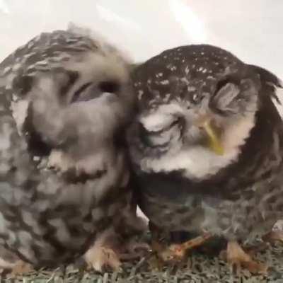 lovely owls, they're so cute .