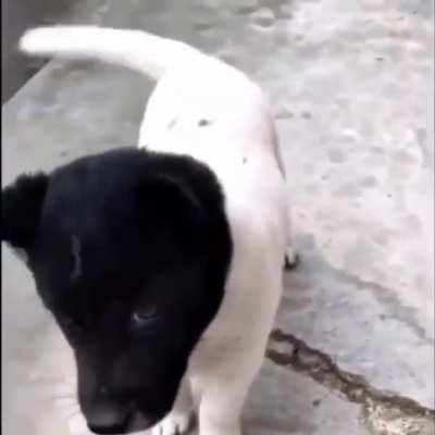 White dog with a black head