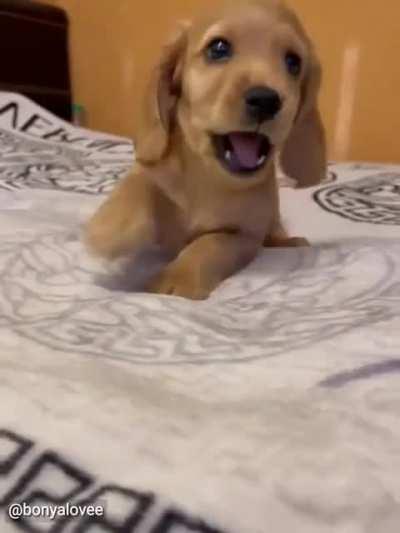 vvvery scccary puppy