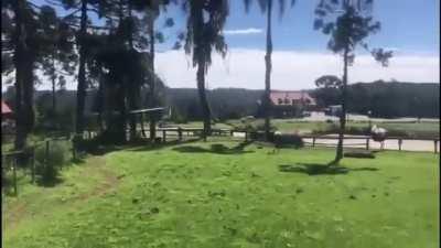 To run through ostrich enclosure while ostriches are distracted