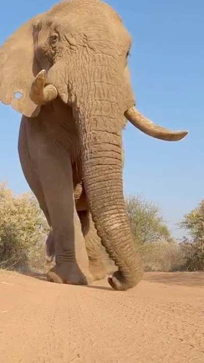 TIL elephants have 5 legs