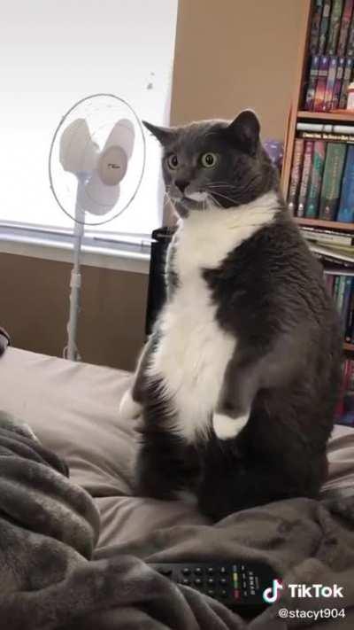 Cat.