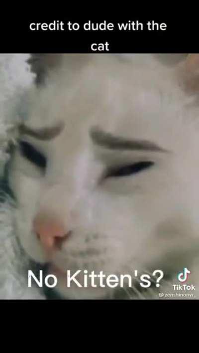 no kittens?