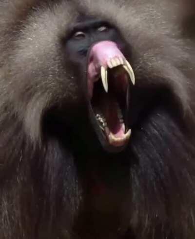 A Baboon yawn .