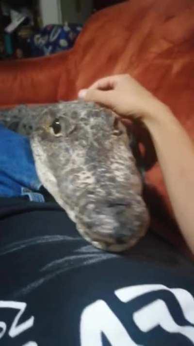 Все любят обнимашки....