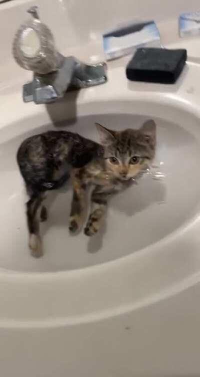 Enjoying in the sink! Deserve Upvote