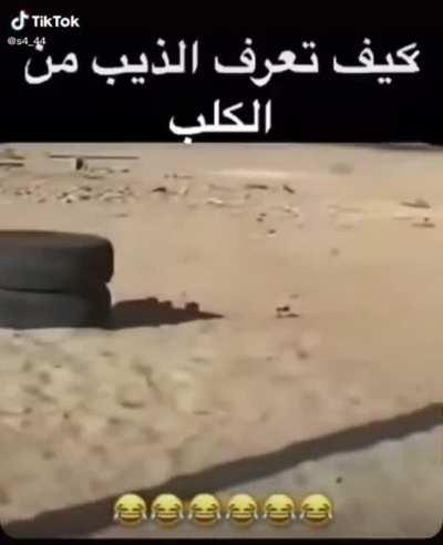 How to distinguish a wolf from a dog!