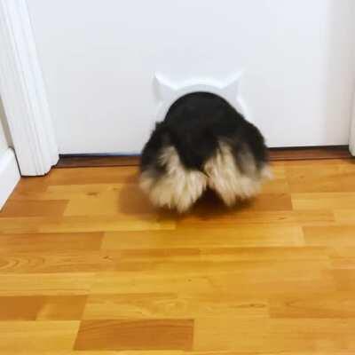 Our corgi loves to slip through the cat door